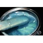 Holiday - Ceara Conserva Excellent Mermaid (800ml) Holiday - Ceara Conserva Excellent Mermaid (800ml)